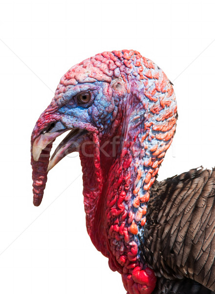 Retrato Turquía blanco cara naturaleza aves Foto stock © Zhukow