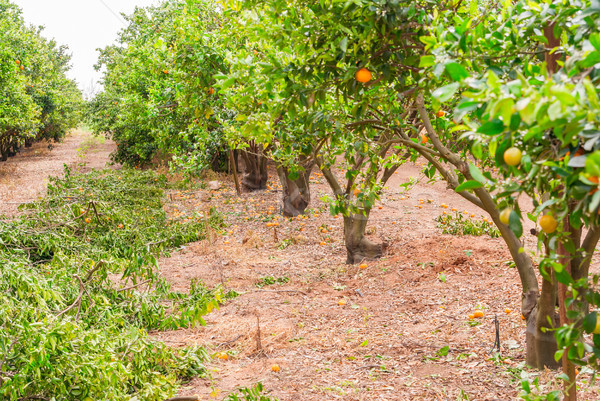 érett mandarin fa növekvő farm kert Stock fotó © Zhukow