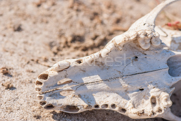 Stockfoto: Hond · schedel · gras · oude · natuur · dood