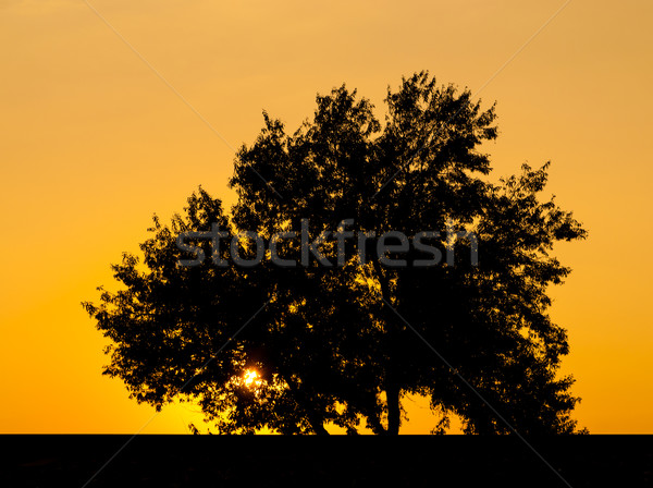 Alone tree with sun and color red  yellow sky Stock photo © Zhukow