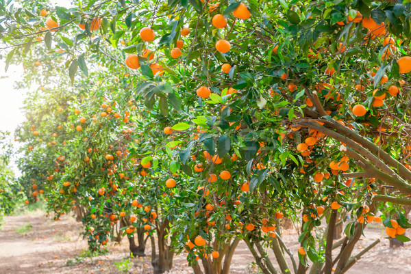 érett mandarin fa növekvő farm kert Stock fotó © Zhukow