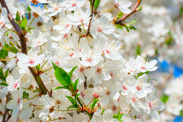 Primavera fiore ramo fioritura melo giardino Foto d'archivio © Zhukow