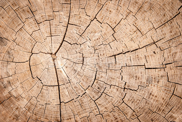 Stock photo: tree trunk texture or background