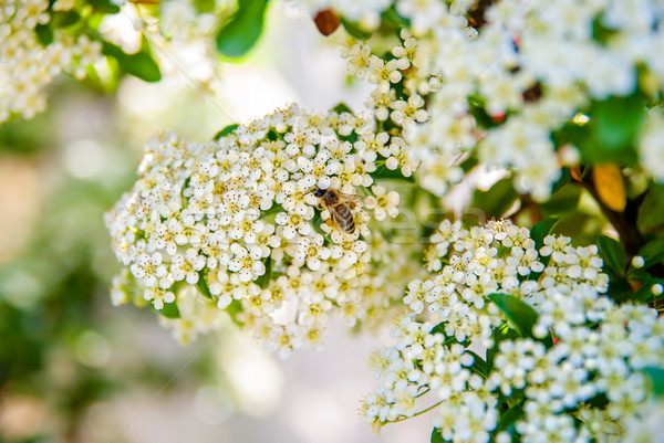 bee collects honey on a flower Stock photo © Zhukow