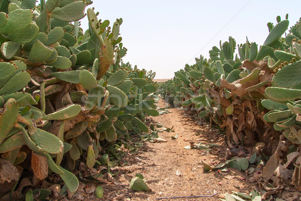 Thicket of cactus Opuntia ficus-indica in Negev desert. Stock photo © Zhukow
