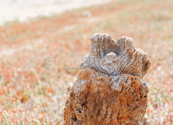 Petrified tree stubs on the lake, Kuyalnik, Ukraine Stock photo © Zhukow