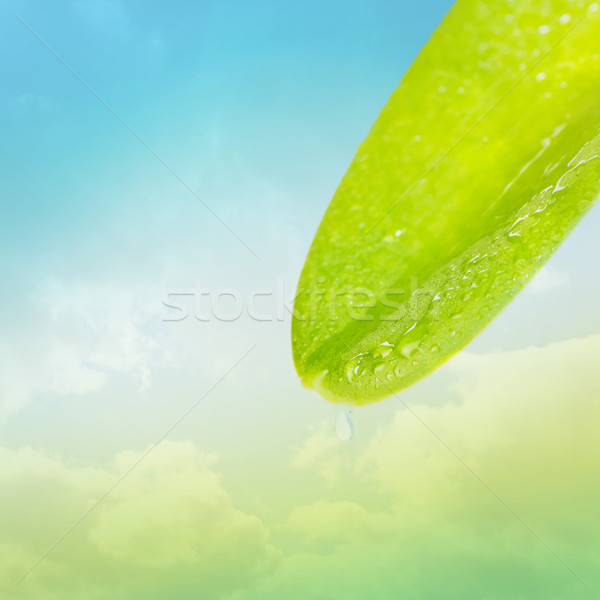 Groen blad waterdruppel wolken textuur licht ontwerp Stockfoto © Zhukow