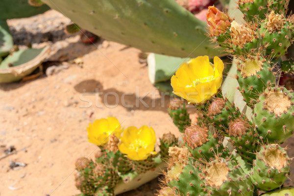 Thicket of cactus Opuntia ficus-indica in Negev desert. Stock photo © Zhukow