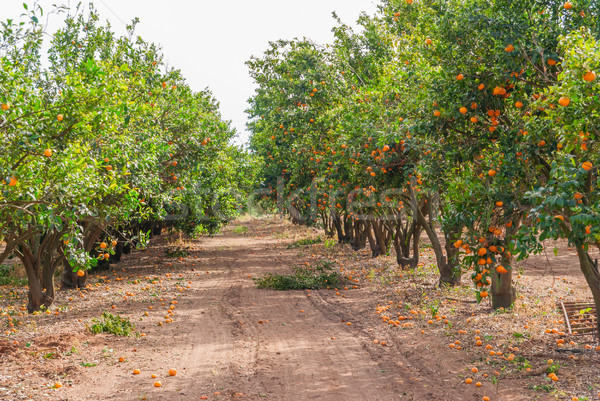 érett mandarin fa növekvő farm kert Stock fotó © Zhukow