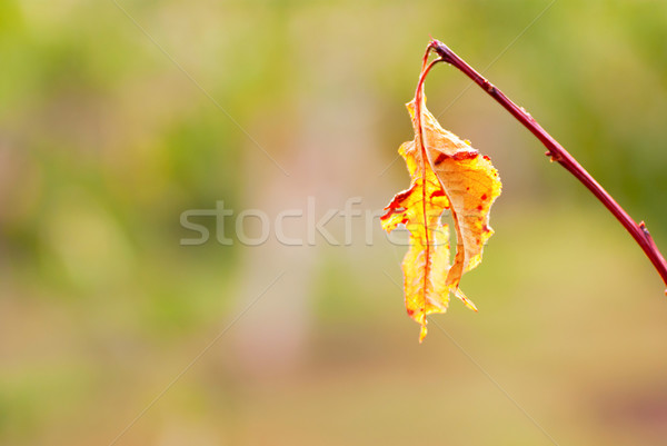 colored leaves on the branches in the autumn Stock photo © Zhukow