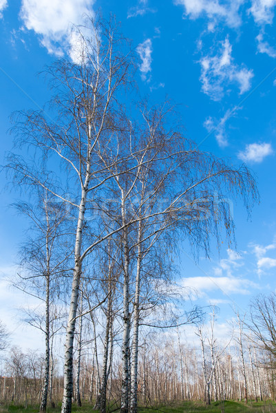 Tree canopy on the background the blue sky Stock photo © Zhukow