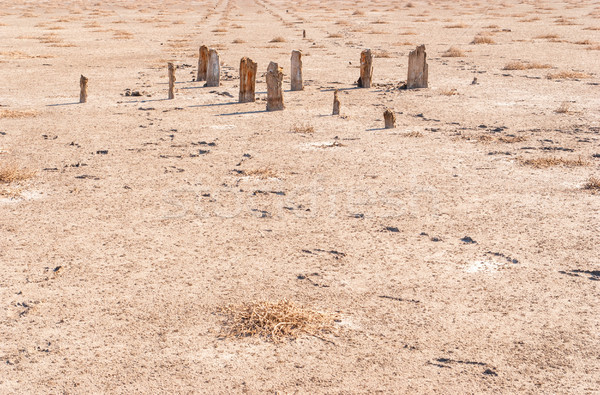 Petrified tree stubs on the lake, Kuyalnik, Ukraine Stock photo © Zhukow