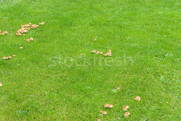 Mushrooms in the green meadow Stock photo © Zhukow