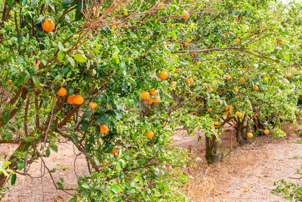 érett mandarin fa növekvő farm kert Stock fotó © Zhukow