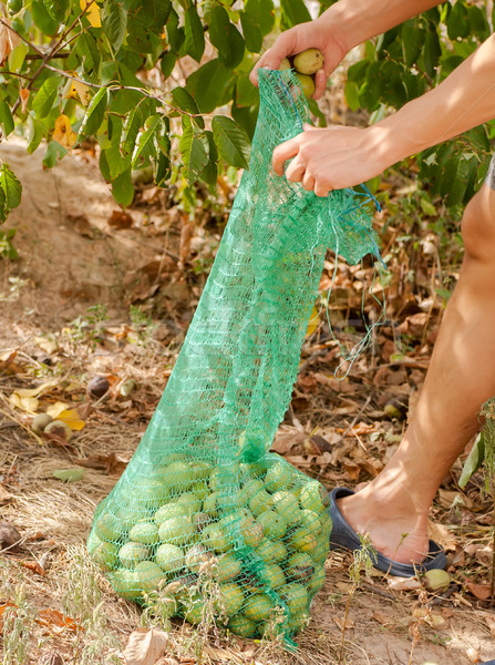 Raccolta dadi albero natura frutta verde Foto d'archivio © Zhukow