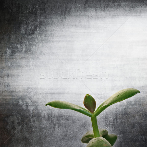 textured old paper background with Crassula ovata C. argentea Stock photo © Zhukow
