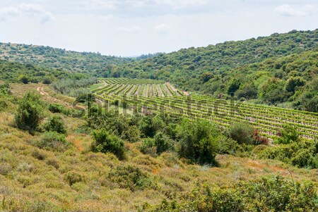 Hills ver paisagem árvore edifício campo Foto stock © Zhukow