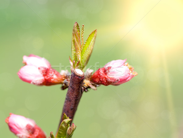 Spring blossom: branch of a blossoming  tree on garden background Stock photo © Zhukow