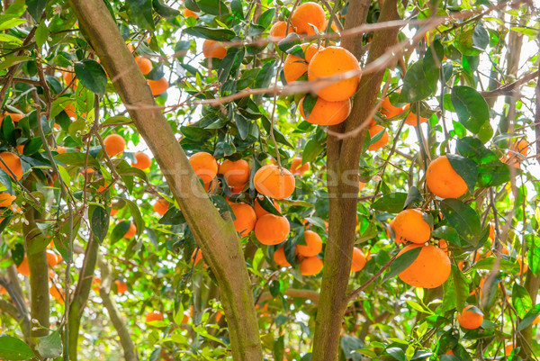 Ripe mandarin tree growing in the farm garden. Stock photo © Zhukow