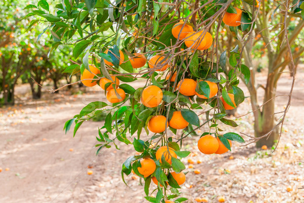 Ripe mandarin tree growing in the farm garden. Stock photo © Zhukow