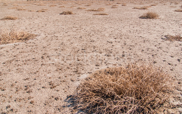 Essiccati sale lago shore spiaggia acqua Foto d'archivio © Zhukow