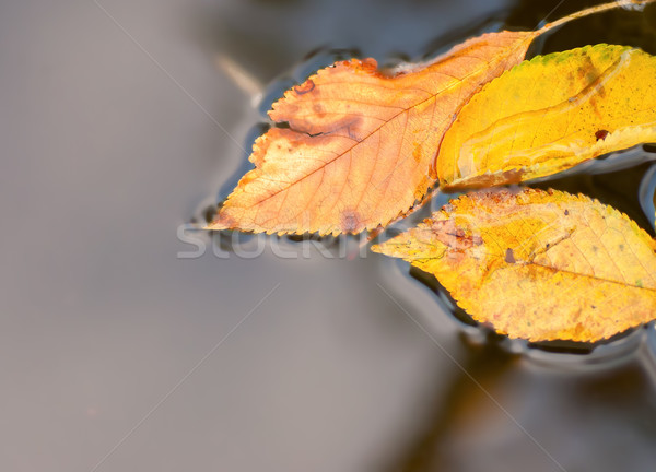 bright autumn leaves in water Stock photo © Zhukow