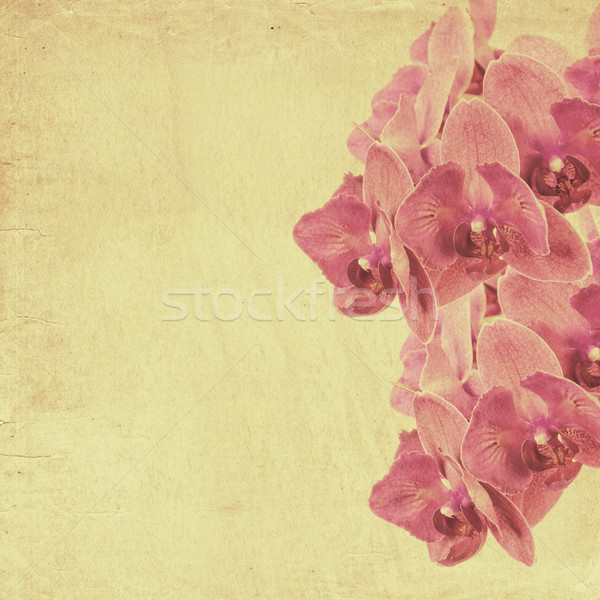 textured old paper background with magenta phalaenopsis orchid Stock photo © Zhukow