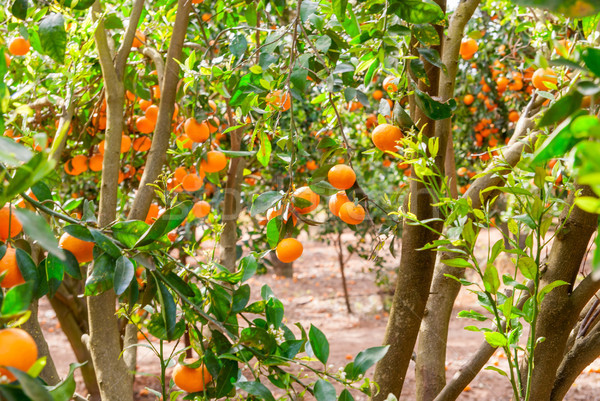 érett mandarin fa növekvő farm kert Stock fotó © Zhukow