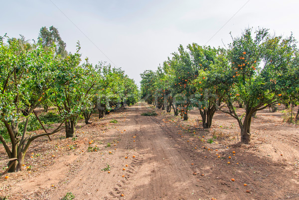 Ripe mandarin tree growing in the farm garden. Stock photo © Zhukow