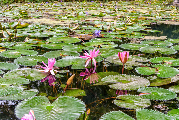 Pink water lily Stock photo © Zhukow