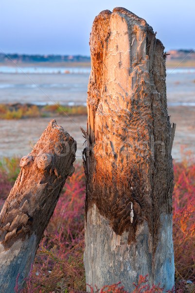 petrified tree stubs on the lake, Kuyalnik, Ukraine Stock photo © Zhukow
