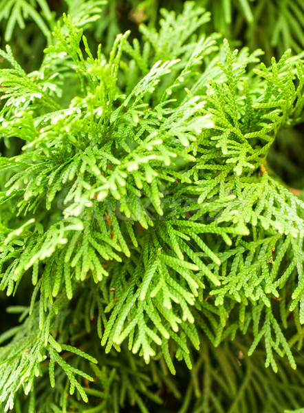 Giovani verde albero erba natura Foto d'archivio © Zhukow