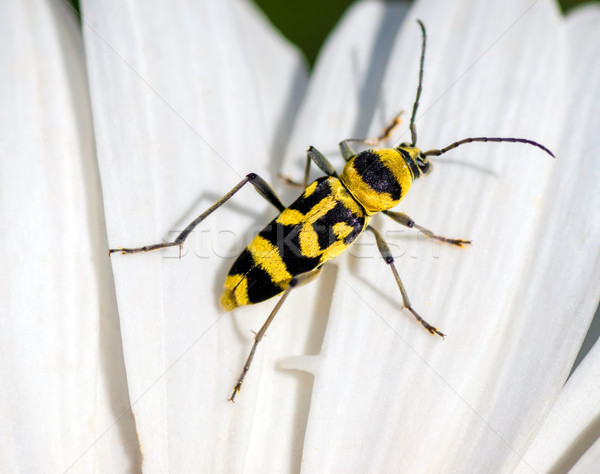 żółty beetle czarny kwiat szczęśliwy Zdjęcia stock © Zhukow