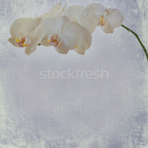 textured old paper background with white and magenta phalaenopsis orchid Stock photo © Zhukow