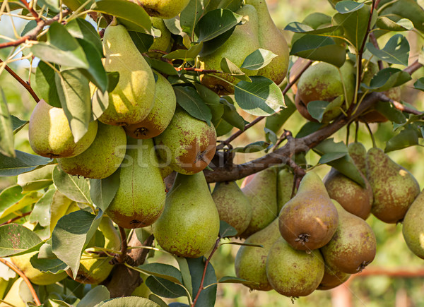Bunch of ripe pears on tree branch Stock photo © Zhukow