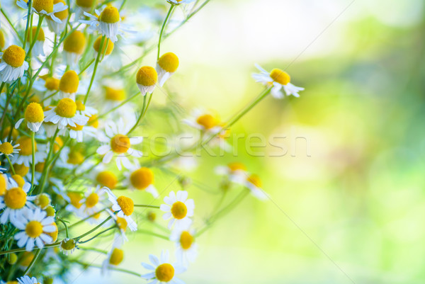 Rumianek kwiaty dziedzinie kwiat lata muzyka Zdjęcia stock © Zhukow