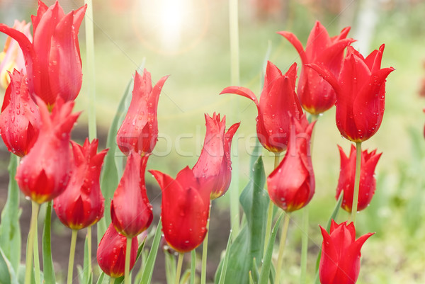 [[stock_photo]]: Belle · rouge · tulipes · croissant · parterre · de · fleurs · peu · profond