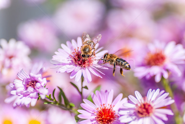 Stockfoto: Bee · honingbij · honing · wazig · voorjaar