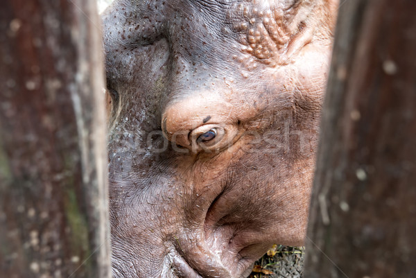 Duży hipopotam za ogrodzenia zoo Zdjęcia stock © Zhukow