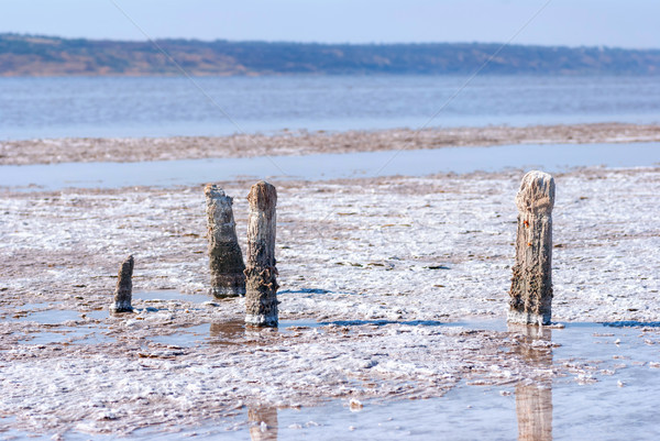 Petrified tree stubs on the lake, Kuyalnik, Ukraine Stock photo © Zhukow
