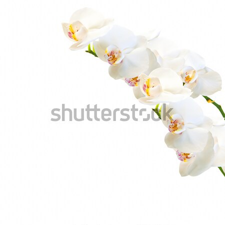white and magenta phalaenopsis orchid isolated on white Stock photo © Zhukow