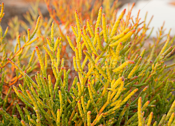 Halophyte- plant that grows in waters of high salinity Stock photo © Zhukow