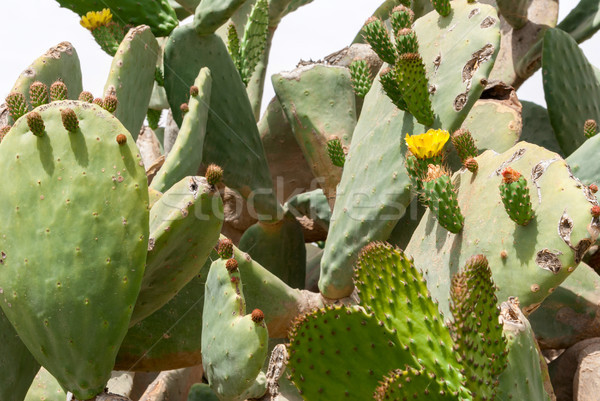 Cactus deserto frutta industria impianto vegetali Foto d'archivio © Zhukow