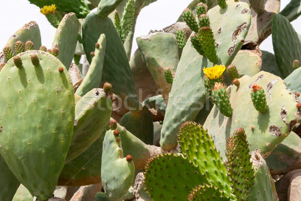 Thicket of cactus Tzabar Opuntia ficus-indica in Negev desert. Stock photo © Zhukow