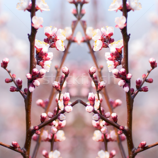 Spring blossom: branch of a blossoming apple tree on garden background Stock photo © Zhukow