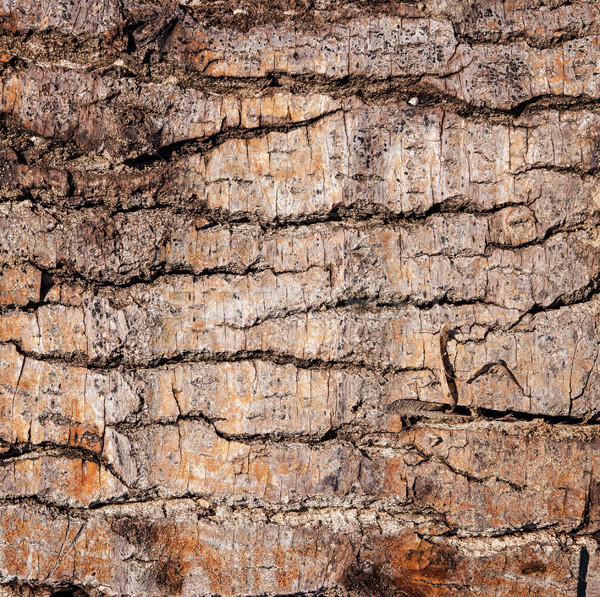 Kory drzewo tekstury charakter tle parku Zdjęcia stock © Zhukow