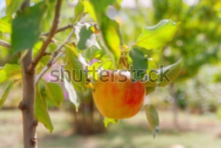 Red apple on tree branch, blur abstract background Stock photo © Zhukow