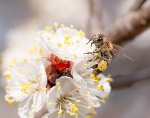 蜜蜂 蜂蜜 花 花園 美女 動物 商業照片 C Zhukow Stockfresh