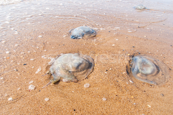 Large  jellyfish lies on the shore of a beach. Stock photo © Zhukow