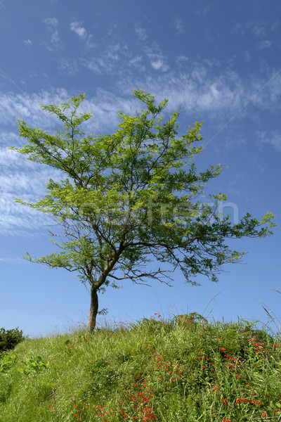 Stock photo: tree